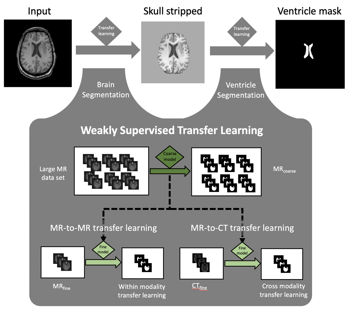 Weakly supervised transfer learning: a coarse model trained on a large MR set is fine-tuned within MR and across to CT